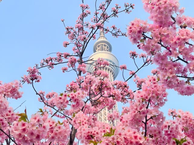 Cherry blossoms in full bloom at Shinjuku Gyoen