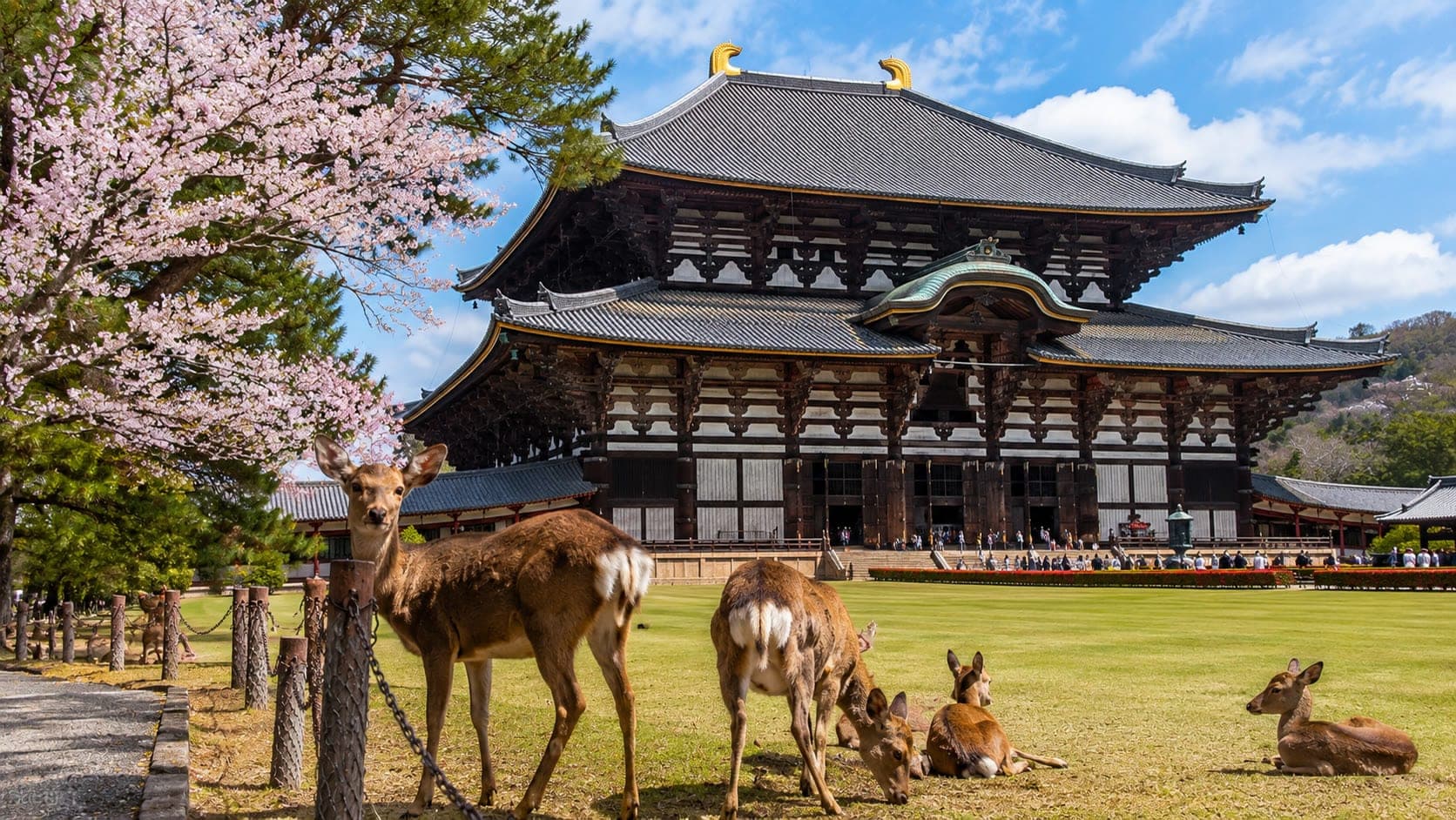 View of Todai-ji Temple's Great Buddha Hall in Nara, Japan