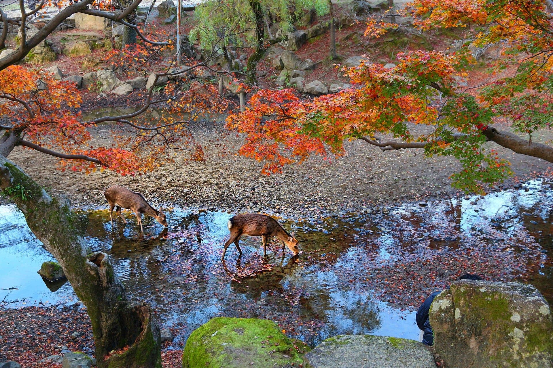 Sika deer under autumn leaves in Nara Deer Park