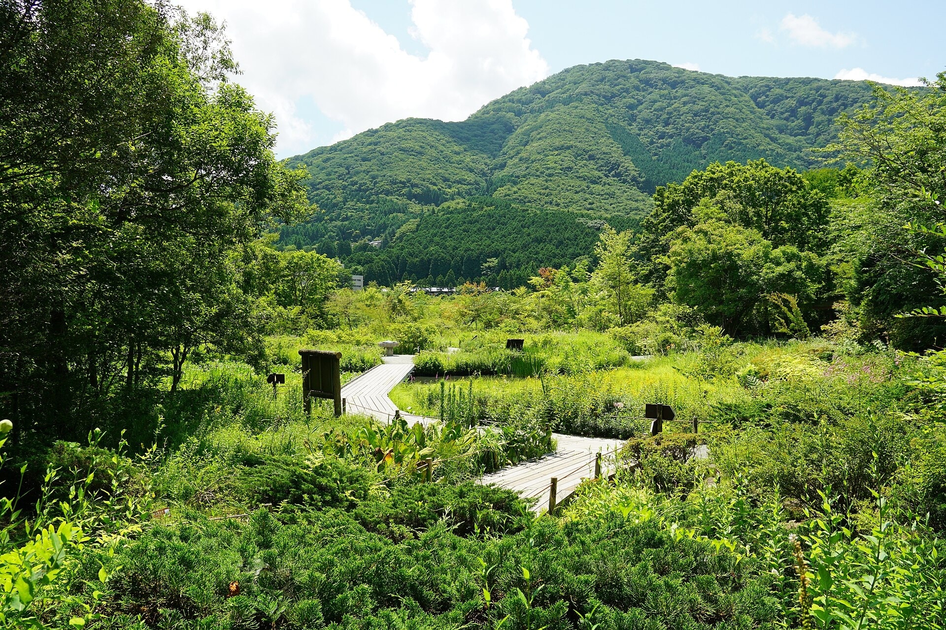 Hakone Botanical Garden of Wetlands