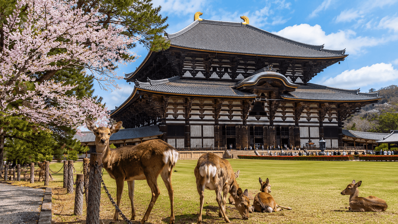 Sacred deer grazing in Nara Park with the historic Todaiji Temple and forested hills in the background