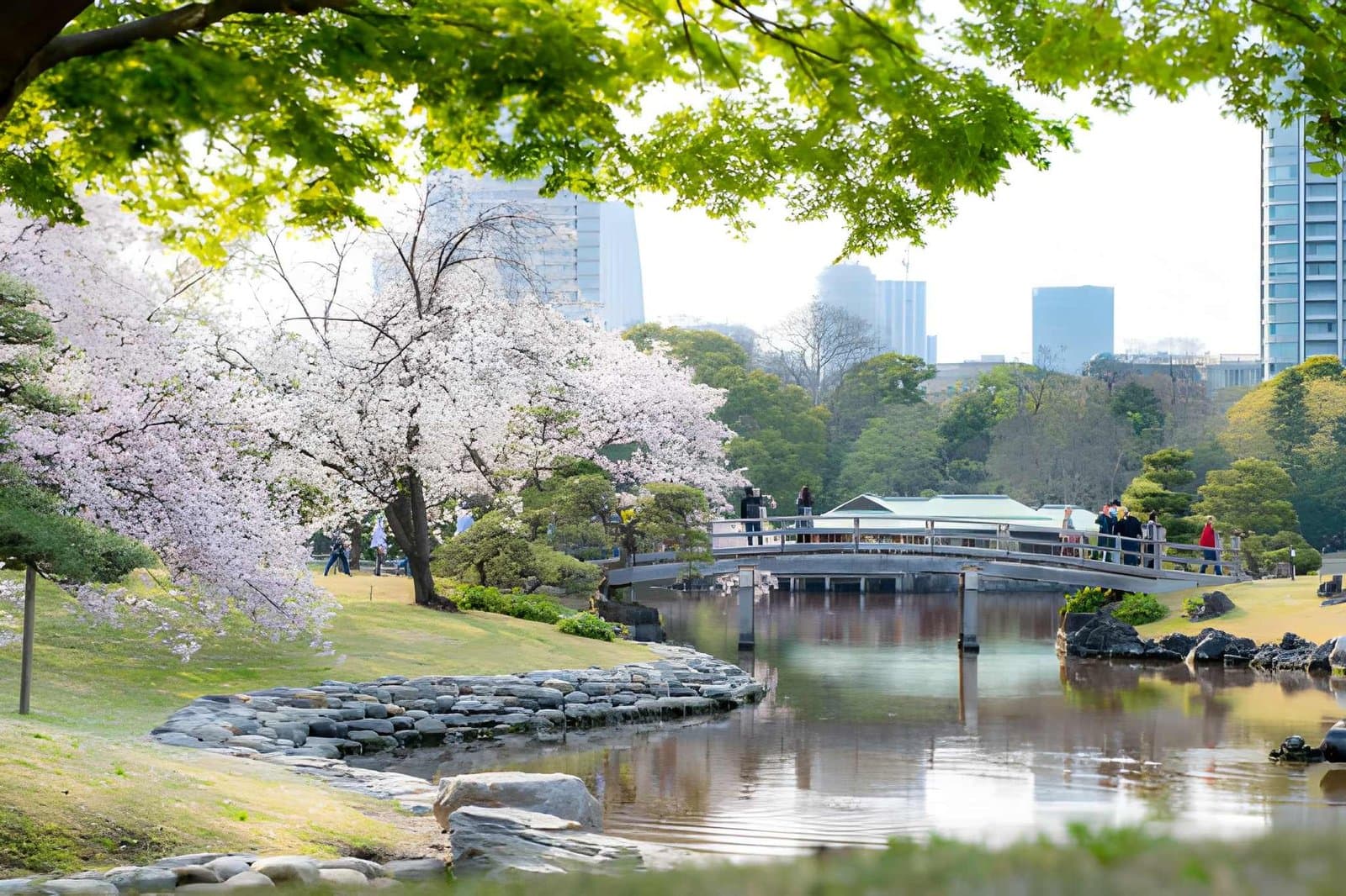 Cherry blossoms beside the pond and bridge at Hamarikyu Gardens, Tokyo