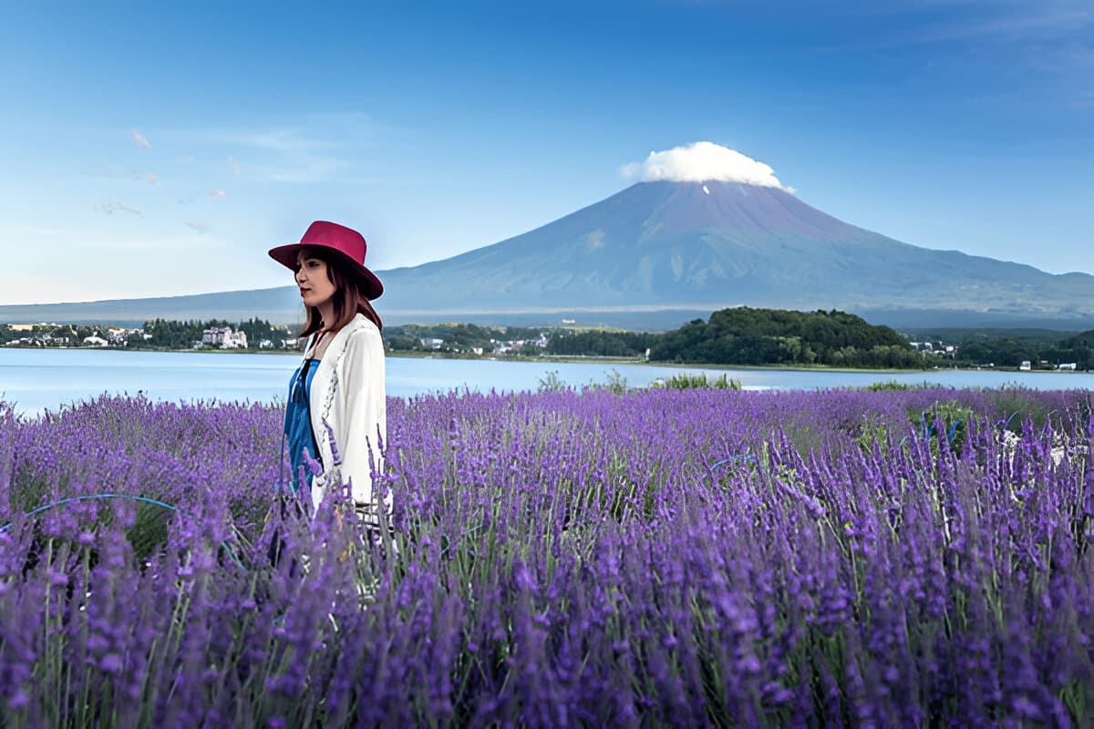 Mount Fuji with lavender fields and lake in foreground