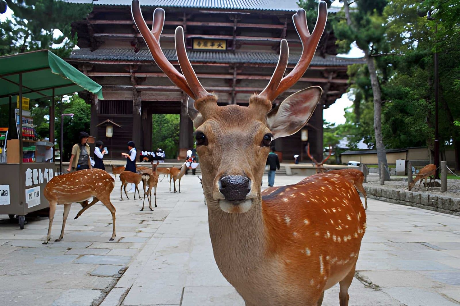 Deer roaming near Todai-ji Temple entrance in Nara Japan