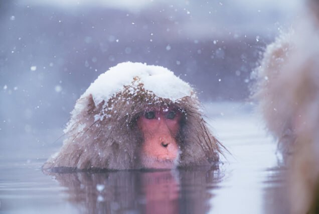 Nagano Snow Monkeys