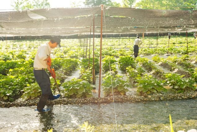 Wasabi Farm