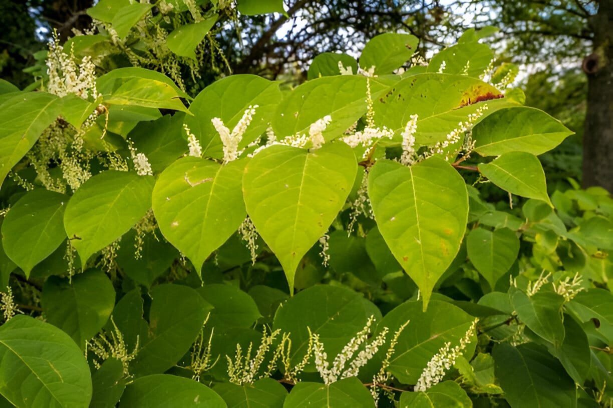 apanese Knotweed