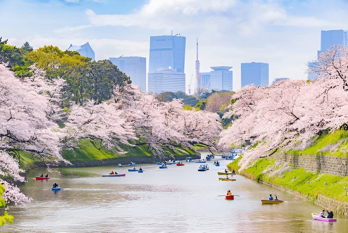 Tokyo Cherry Blossoms